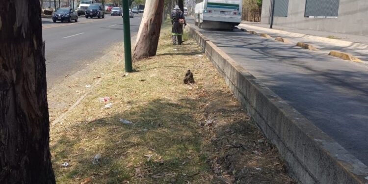 Gobierno de Morelia y empresarios impulsan la oferta laboral en Morelia
