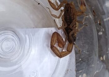 Recomendaciones que te pueden salvar de picadura de alacrán: SSM