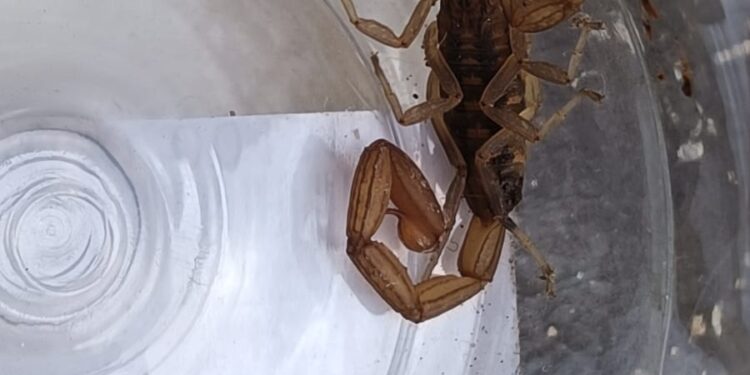 Recomendaciones que te pueden salvar de picadura de alacrán: SSM