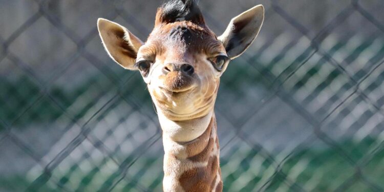 Conoce la tierna cría de jirafa que nació en el Zoológico de Morelia