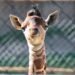 Conoce la tierna cría de jirafa que nació en el Zoológico de Morelia