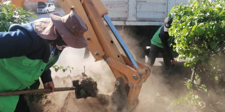 Gobierno de Morelia interviene áreas verdes en zona de las Tarascas
