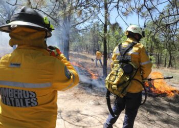 Esto es lo que debes hacer ante desplazamiento de fauna silvestre por incendios