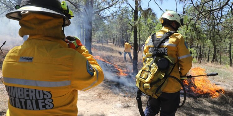 Esto es lo que debes hacer ante desplazamiento de fauna silvestre por incendios