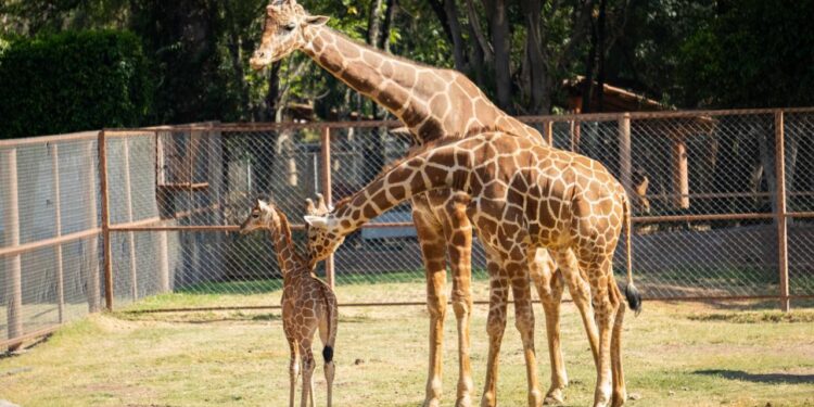 ¡Ya puedes visitar a la bebé jirafa del Zoológico de Morelia!