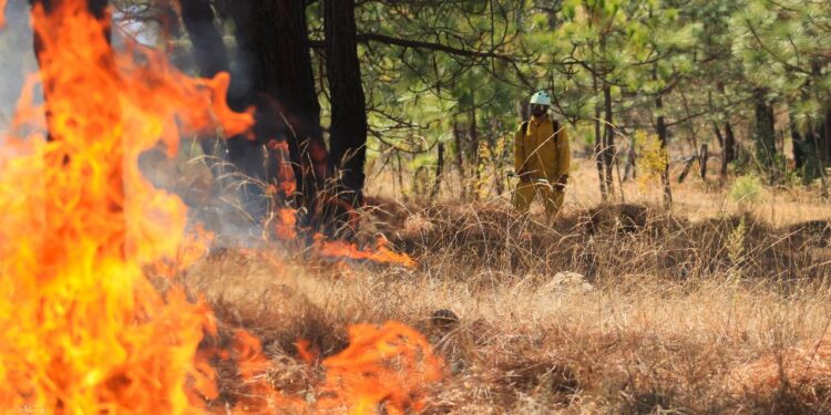 Brigadas atienden incendio forestal en Madero: Cofom