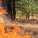 Brigadas atienden incendio forestal en Madero: Cofom