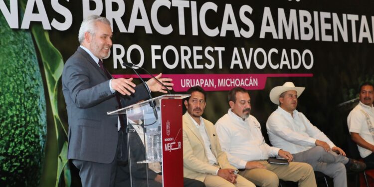 Certificado con Proforest Avocado, el 67 % del aguacate exportado a EUA: Bedolla