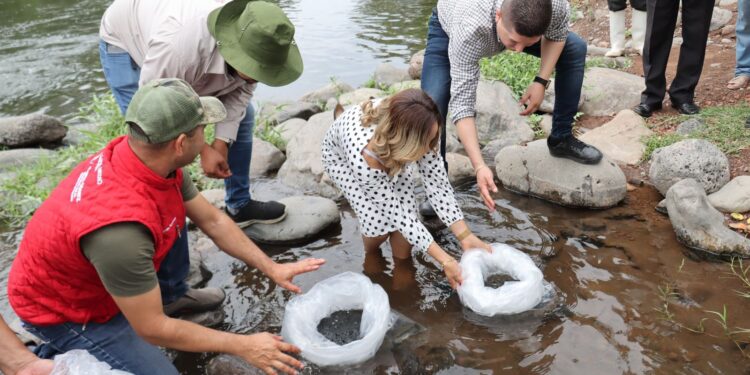 Vicente Gómez promueve siembra de tilapia en el Distrito XIX