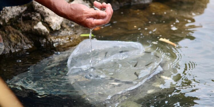 Michoacán fortalece sector pesquero con entrega de 110 mil crías de tilapia