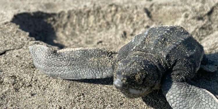 Playas michoacanas ven nacer 5 millones de crías de tortugas marinas: Compesca