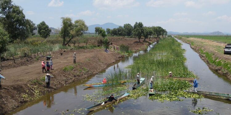 Rescate del canal de Erongarícuaro revitaliza ecosistema y economía local: Compesca
