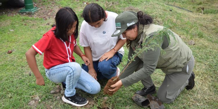 Reforestación, pilar fundamental para restauración de suelos forestales: Cofom
