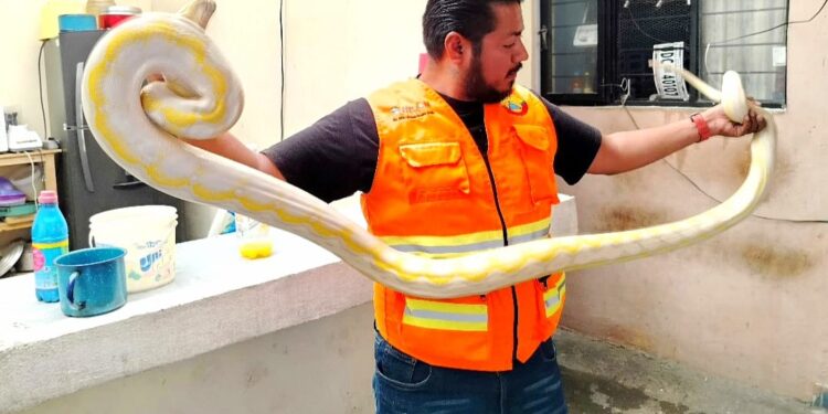 Protección Civil de Morelia captura serpiente dentro de domicilio
