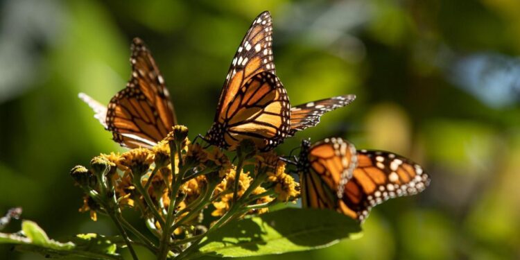Biosfera de la Monarca, un tesoro natural que cumple 17 años como Patrimonio Mundial: Sectur