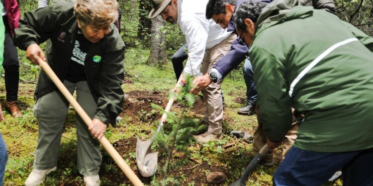 “Ejército verde” llega a 10 municipios de Michoacán con reforestación simultánea