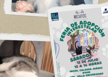 Feria de adopción de perritos y gatitos, sábado 12 de julio en el IMCED
