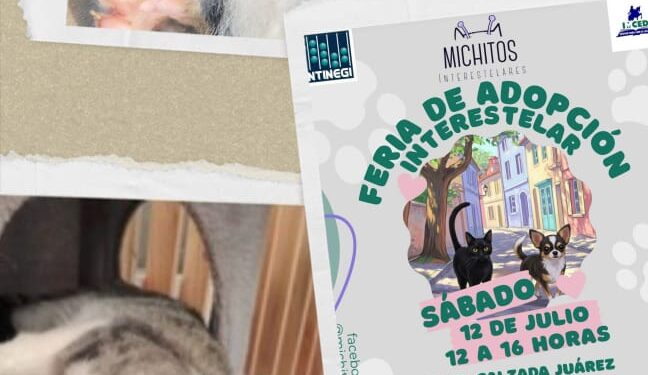 Feria de adopción de perritos y gatitos, sábado 12 de julio en el IMCED
