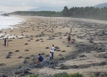 Michoacán, hogar de la tortuga marina; arranca temporada de protección y conservación