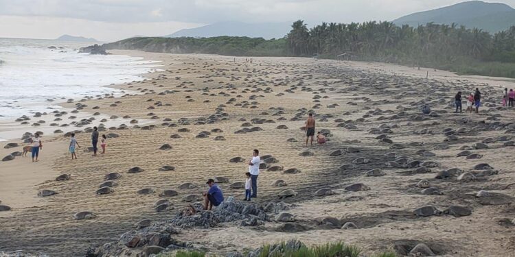 Michoacán, hogar de la tortuga marina; arranca temporada de protección y conservación