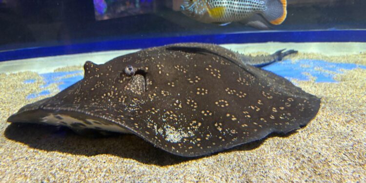 Sumérgete en la diversión con la espectacular pecera 360° del Zoológico de Morelia