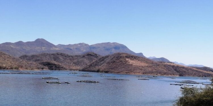 Compesca siembra 200 mil crías de tilapia en la Presa del Gallo en Tiquicheo