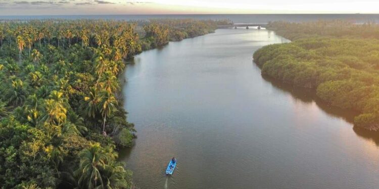 Manglares de Michoacán, más de 4 mil hectáreas de tesoro natural bajo protección: Secma