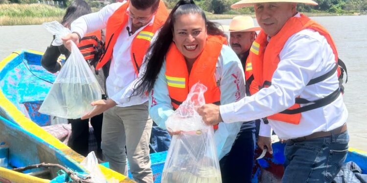 Gobierno de Michoacán siembra 15 mil crías de pescado blanco en el lago de Pátzcuaro