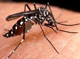 Recomienda IMSS Michoacán tomar medidas preventivas contra el dengue