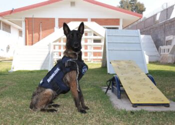 Binomios caninos de la Guardia Civil, aliados en el combate a la delincuencia: SSP