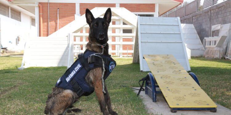 Binomios caninos de la Guardia Civil, aliados en el combate a la delincuencia: SSP