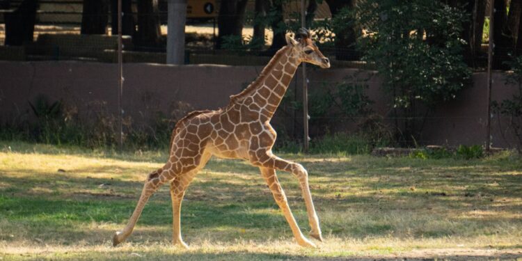 ¡Conoce a los bebés del zoológico de Morelia! Van 61 nacimientos en 2025
