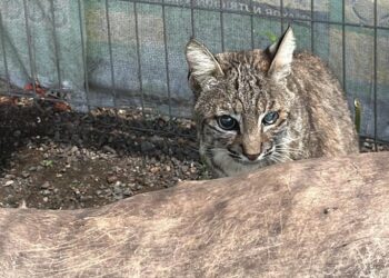 En cateo realizado en Ecuandureo, asegura Fiscalía General inmueble relacionado en conductas ilícitas