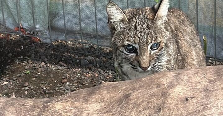 En cateo realizado en Ecuandureo, asegura Fiscalía General inmueble relacionado en conductas ilícitas