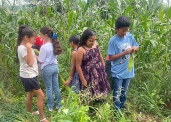 Cosechan autosuficiencia alimentaria en el municipio de La Huacana: Sader