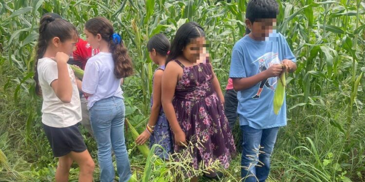 Cosechan autosuficiencia alimentaria en el municipio de La Huacana: Sader