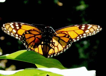 No te quedes sin votar por “Lo Mejor de Michoacán” 2025: Sectur