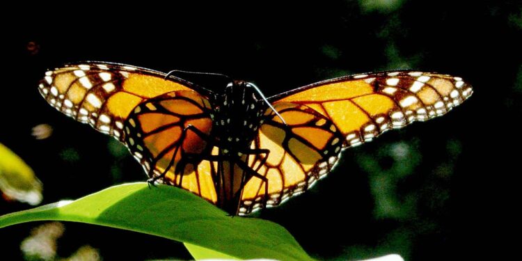 No te quedes sin votar por “Lo Mejor de Michoacán” 2025: Sectur