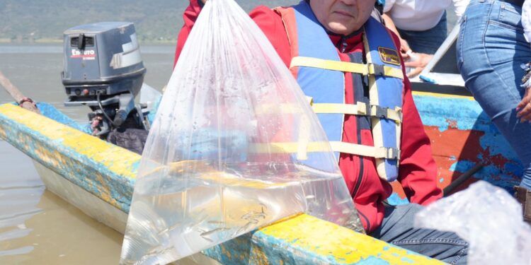 Compesca libera 30 mil crías de pez blanco y acúmara en el lago de Pátzcuaro