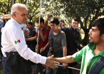 Busca Bedolla proteger y distinguir aguacate michoacano con Indicación Geográfica