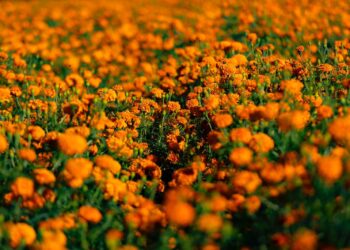 ¡Que tus flores no terminen en la basura! Haz composta con cempasúchil en 4 pasos