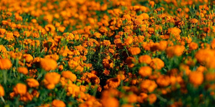 ¡Que tus flores no terminen en la basura! Haz composta con cempasúchil en 4 pasos