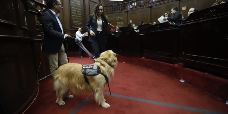 Congreso del Estado aprueba que personas con discapacidad se desplacen libremente con animales de asistencia