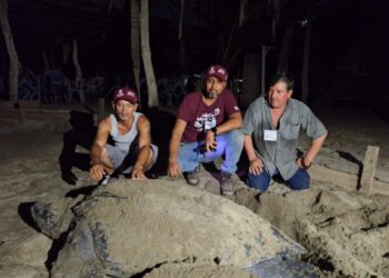 Llegan primeras tortugas laúd a la costa de Michoacán: Compesca