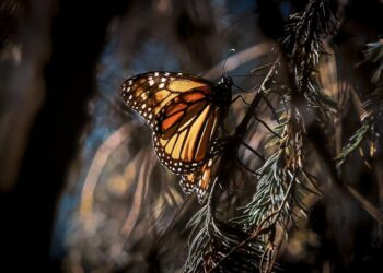 Biosfera de la Mariposa Monarca, clave para la conservación de la biodiversidad: Secma
