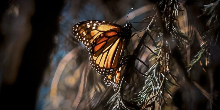 Biosfera de la Mariposa Monarca, clave para la conservación de la biodiversidad: Secma