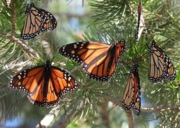 Llegó la primera Mariposa Monarca con transmisor satelital a Michoacán: Sectur