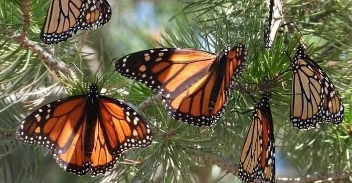 Llegó la primera Mariposa Monarca con transmisor satelital a Michoacán: Sectur