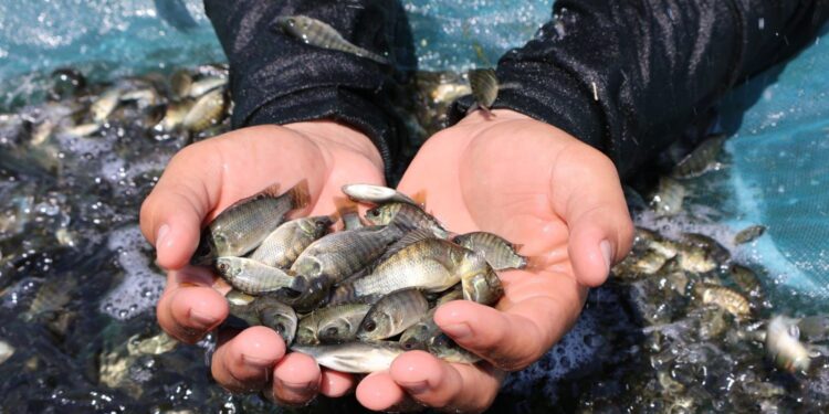 Producción de crías de tilapia en Michoacán alcanzará los 6 millones al cierre del año: Compesca
