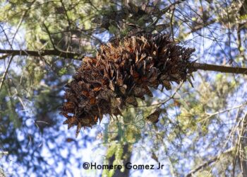 Viene el doble de mariposas monarca a Michoacán, será un gran espectáculo natural: Homero Gómez Jr